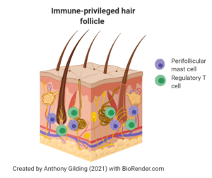 An immune-privileged hair follicle